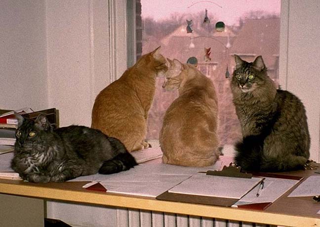 Phoenix, Watson, Waffle, and Harold